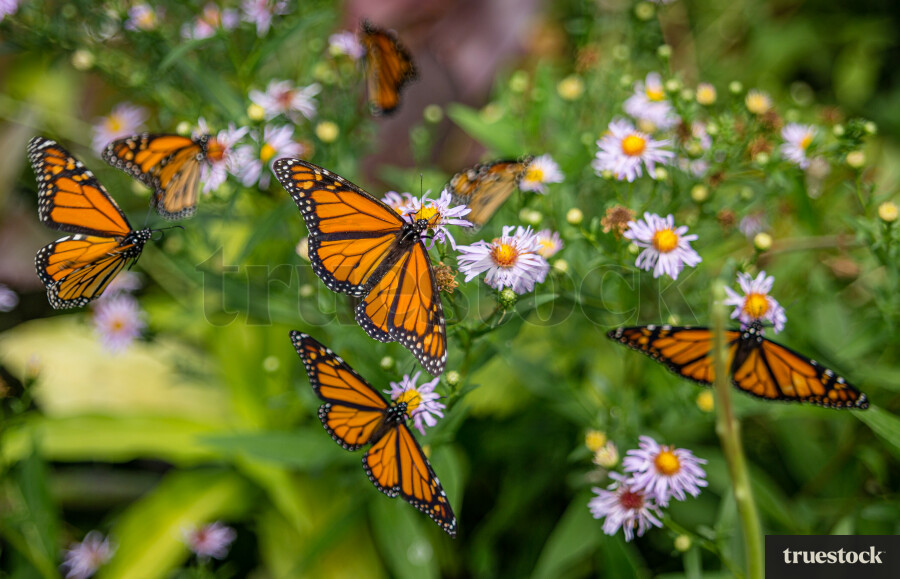 Monarch Butterfiles