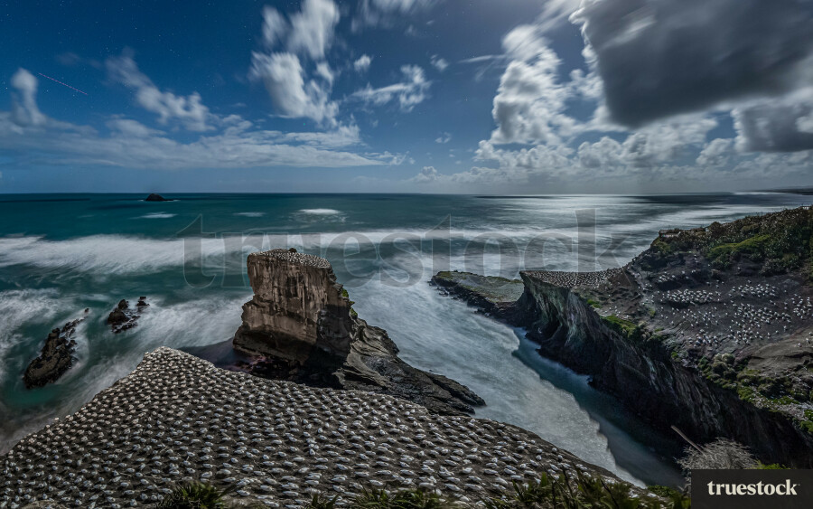 Gannet colony at Muriwai