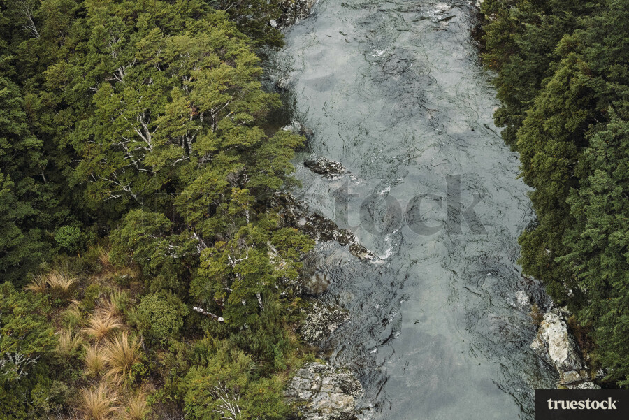 River through the forest trees