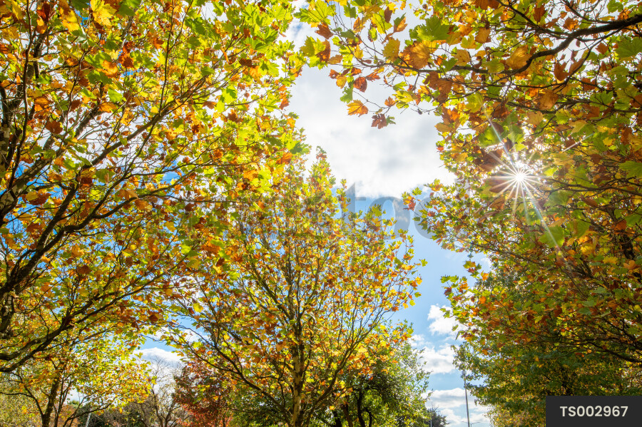 Branches of trees in Hagley Park during autumn