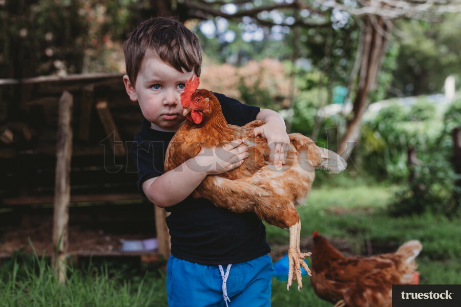 Boy and chicken