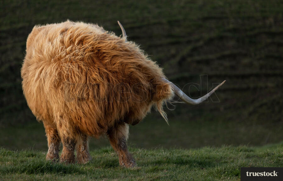 Highland Cows