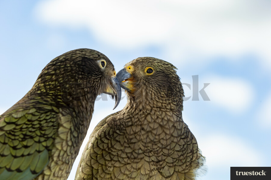 Two Keas interacting