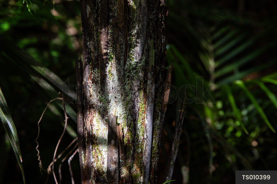 Punga tree trunk in forest