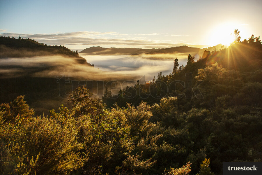 Native Bush, Whangamata
