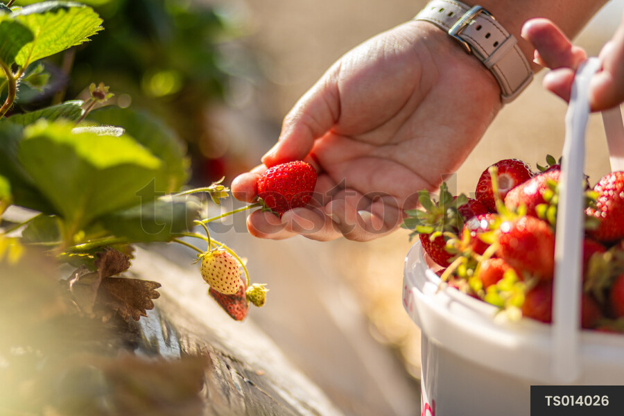 Hand of woman picking strawberries