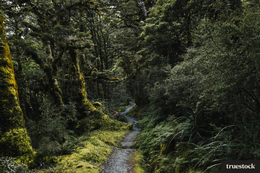 Walking track through the forest trees