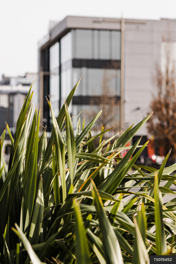 Bushes next to apartment buildings in city