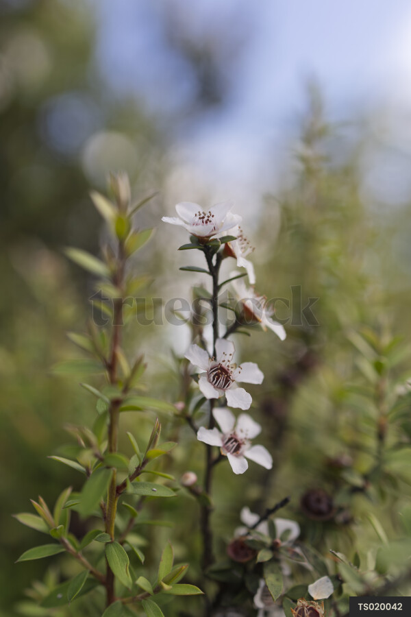 Manuka flowers on branch