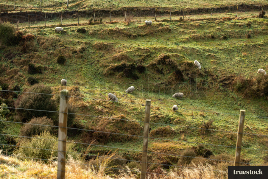 Sheep on farmland