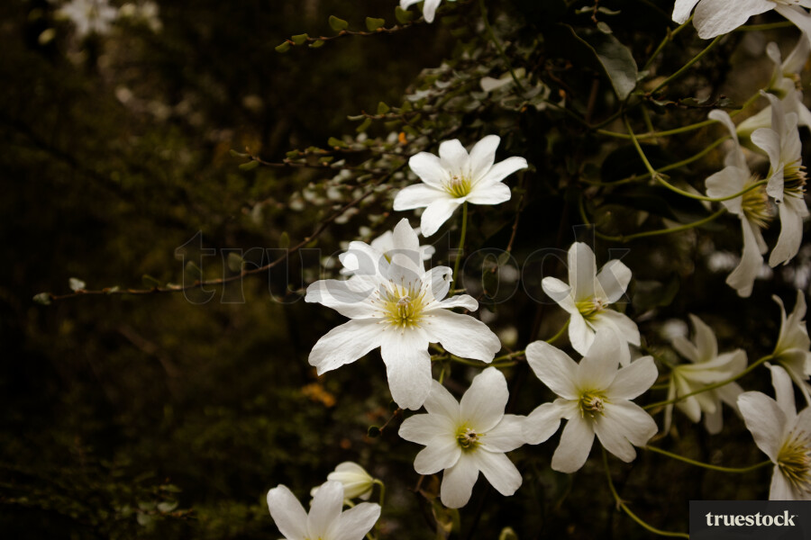 Clematis Flowers