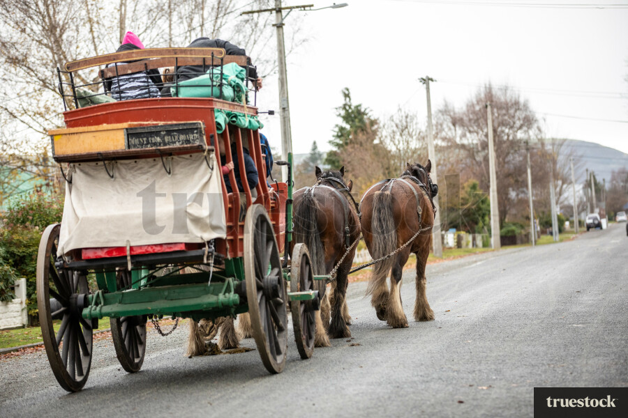 Clydesdale horses pulling carriage