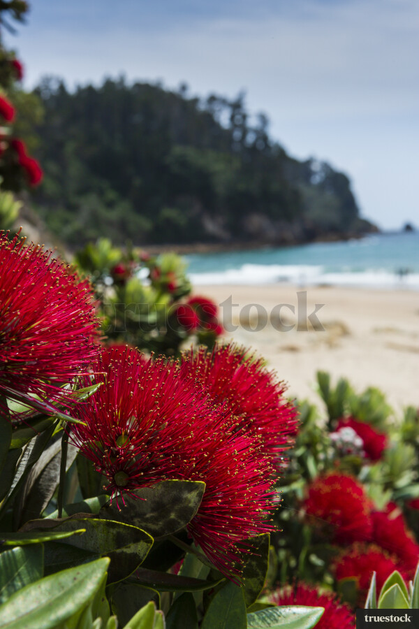 Pohutukawa Flowers By Beach