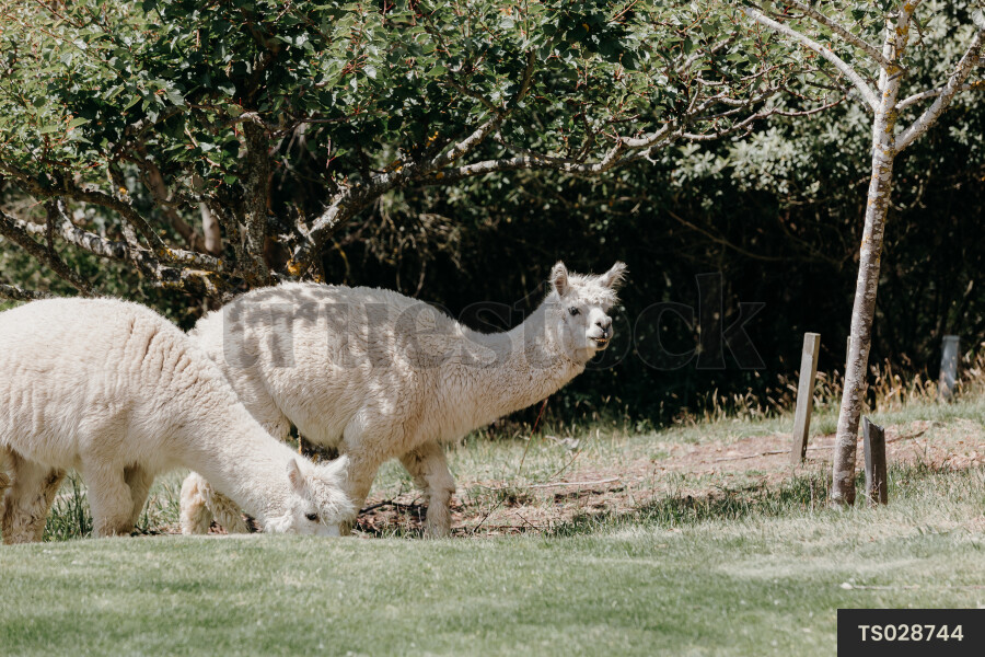 Llamas grazing in field on farm