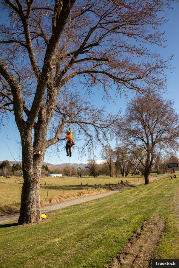 Worker Climbing Tree
