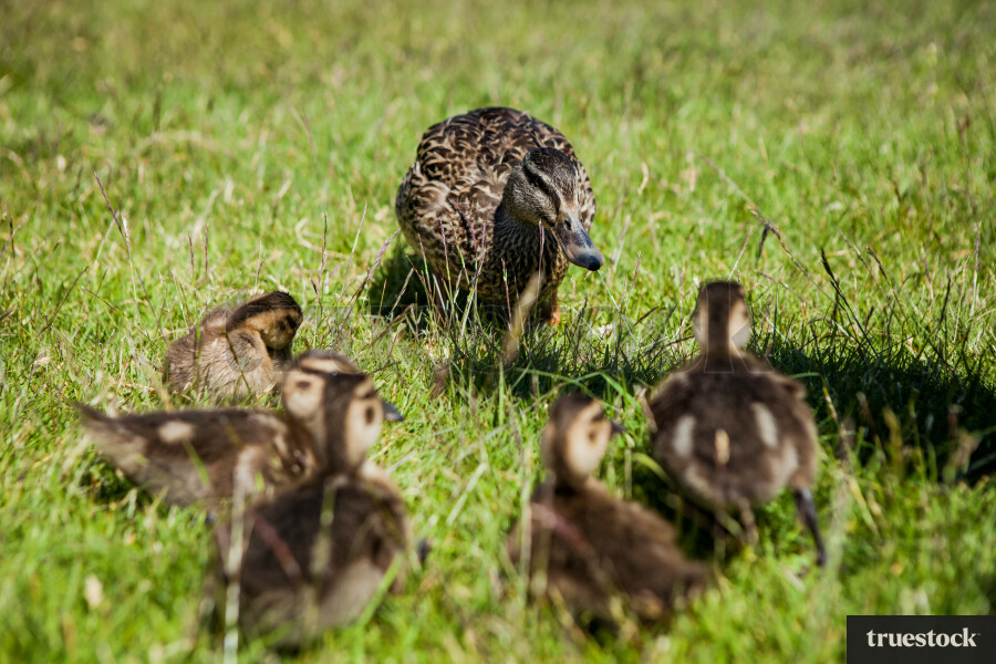 Mother duck and ducklings in a field