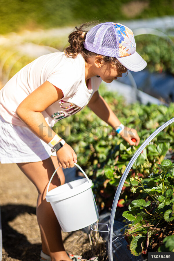 Girl picking strawberries