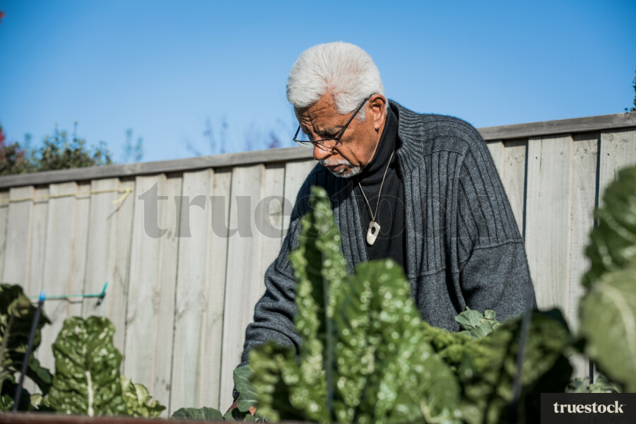 Elderly Man Gardening