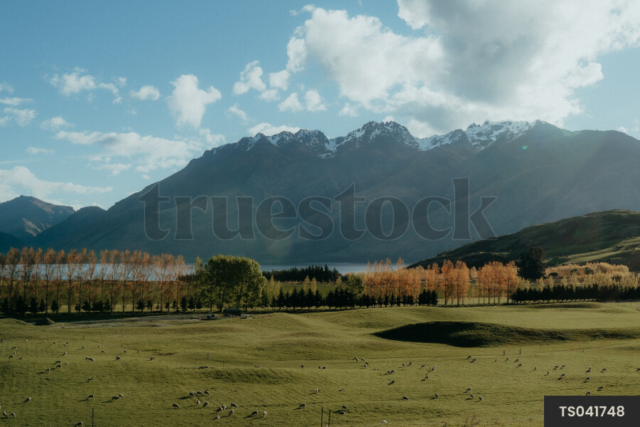 Queenstown Landscape