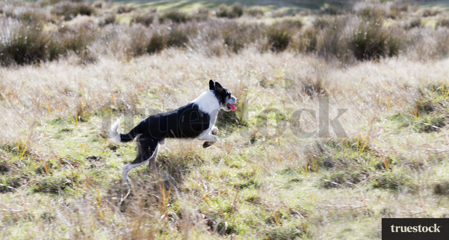 Active Sheep Dog