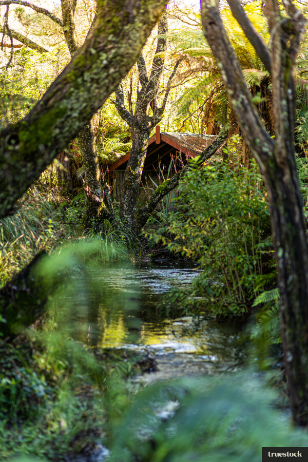 Bush Walk in Rotorua