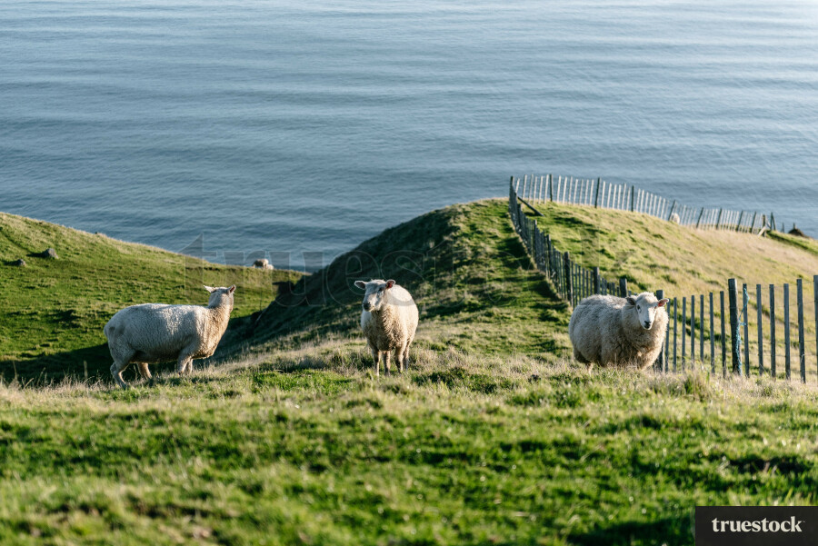 Sheep on a hill by the ocean