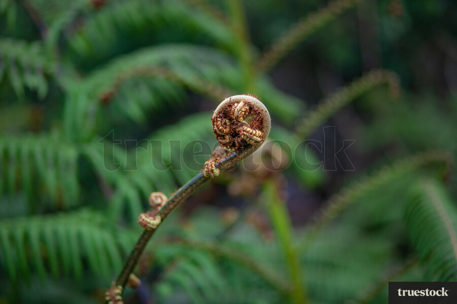 Silver fern