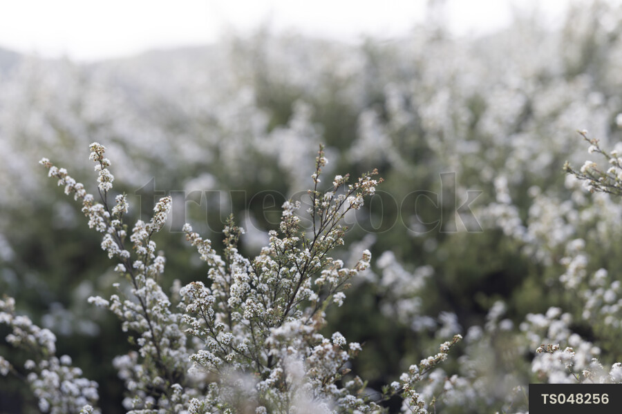 Manuka flowers on branch