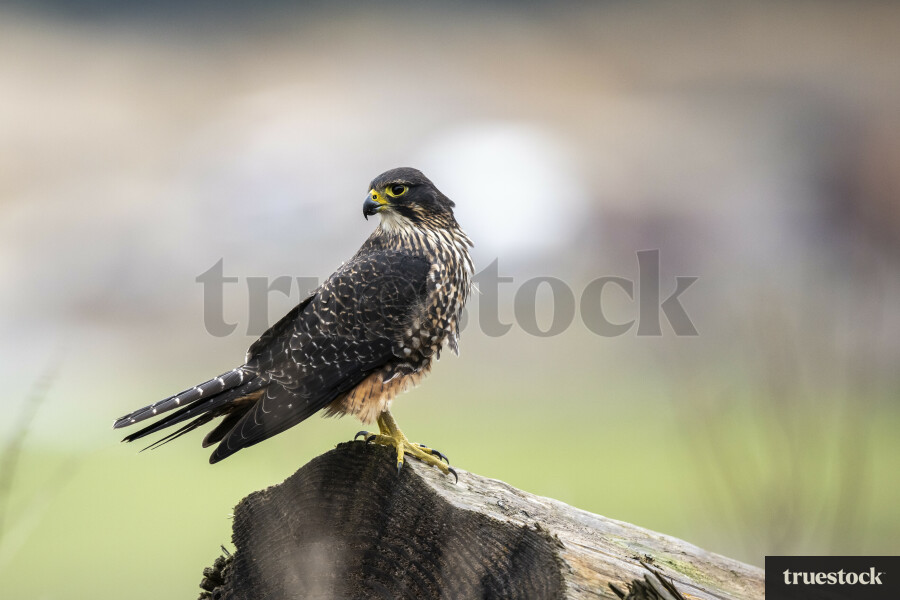 Falcon sitting on log