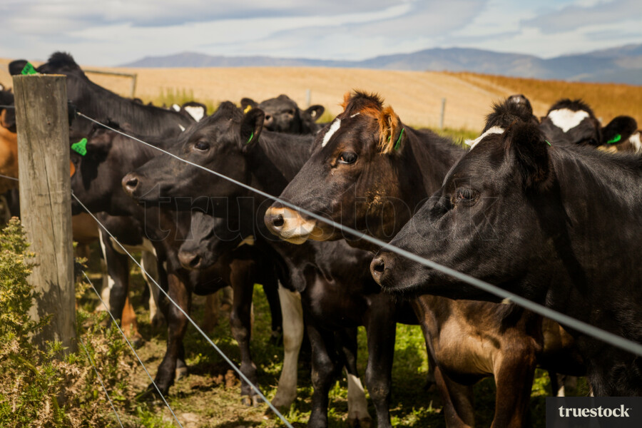 Cows at a dairy farm