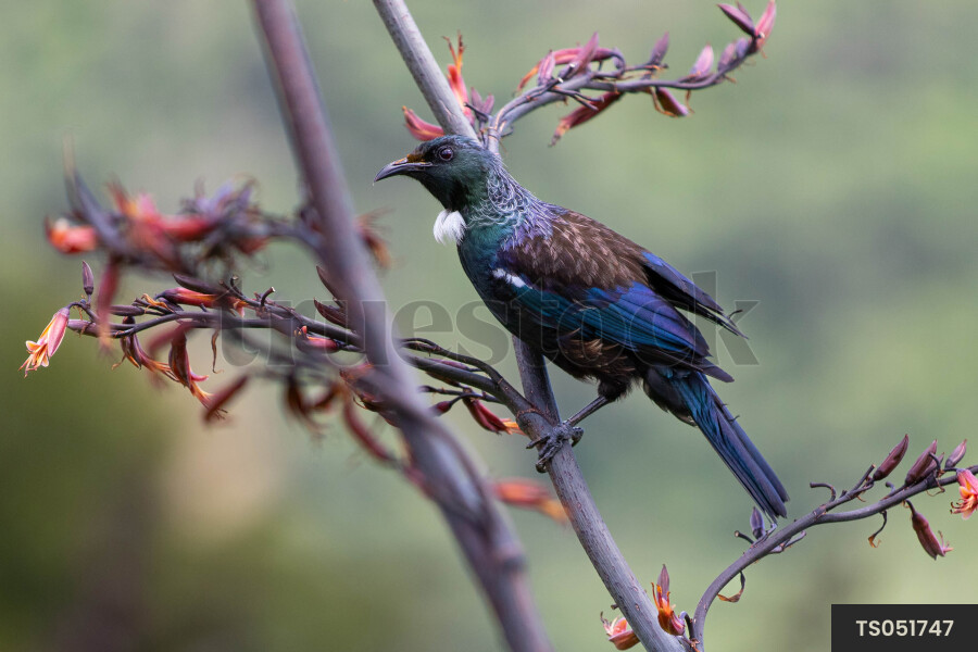 Native tui bird perching on stem of plant