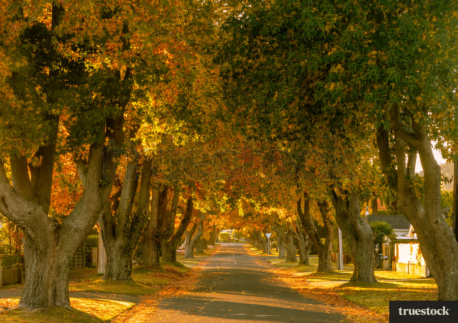 Autumn trees in the morning