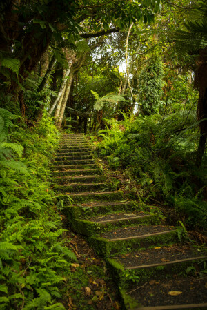 Walking trail through the forest with native trees and plants