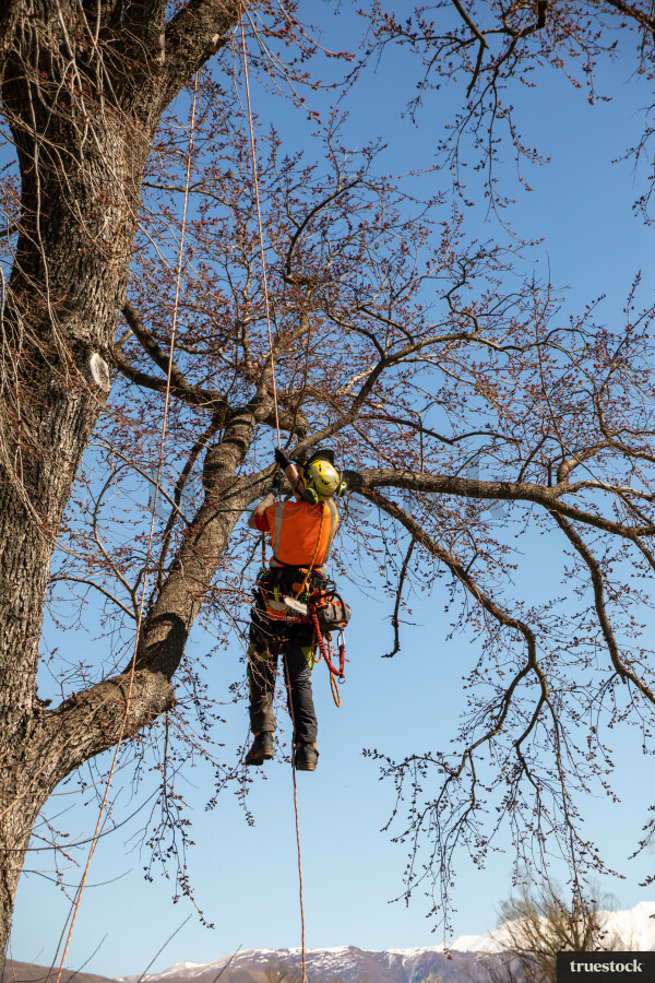 Worker Climbing Tree