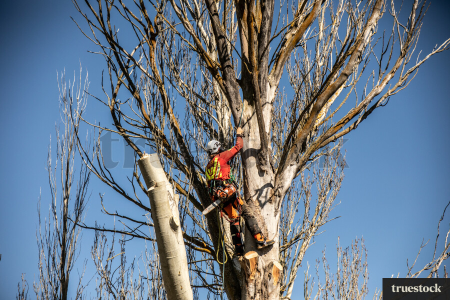 Worker Climbing Tree