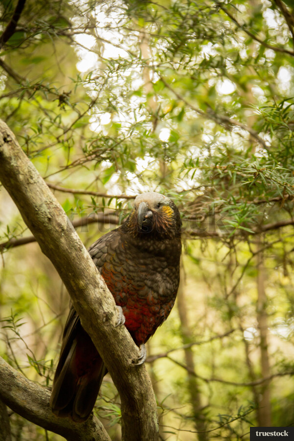 Kea sitting on tree