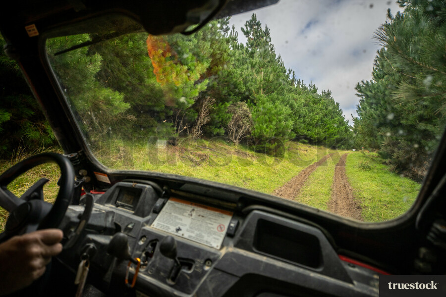 Driving Down Forestry Road