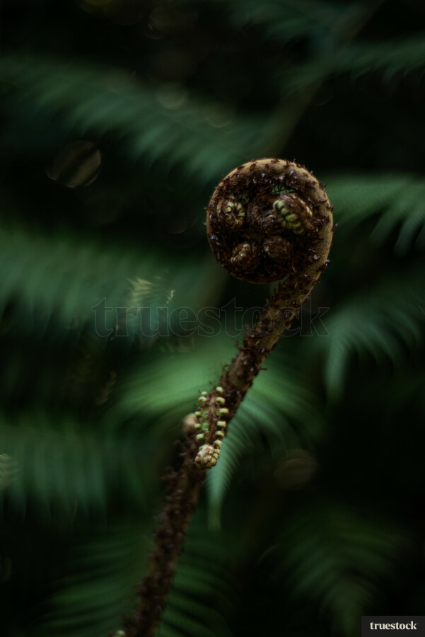 Fern frond