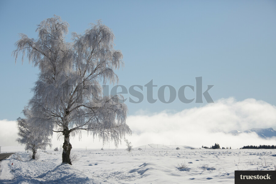 Snow covered road and trees in winter