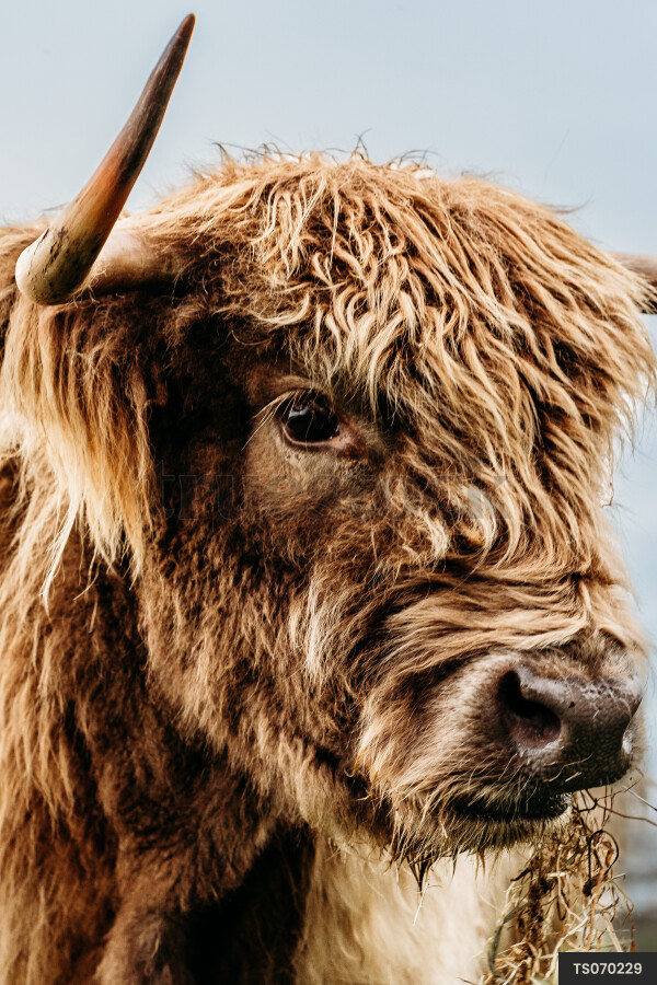 Highland cow on farm