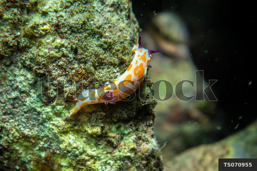 The Rook Slug TS070955 Close up view of colorful sea slug on rock by Oscar ...