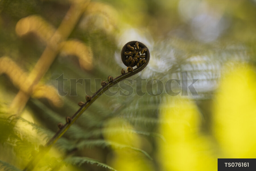 Fern frond koru