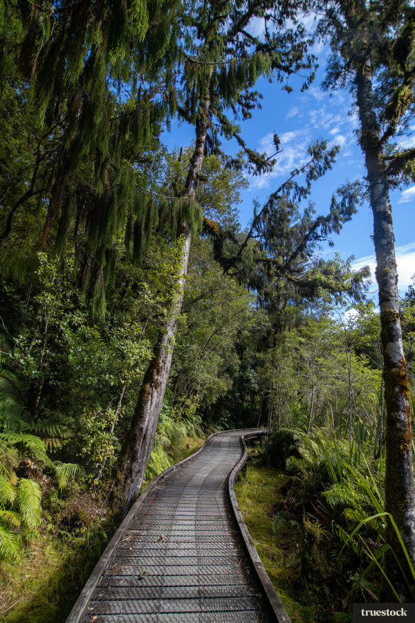 Trail through the forest