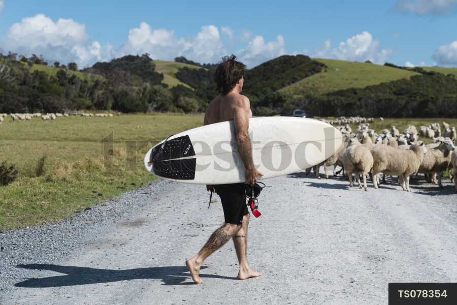 Surfer walking on road with sheep