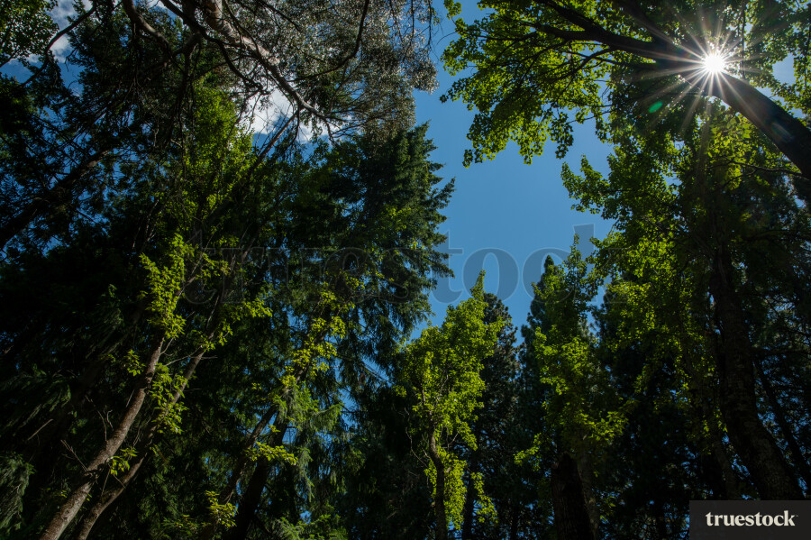 Looking up at native trees in a bush reserve
