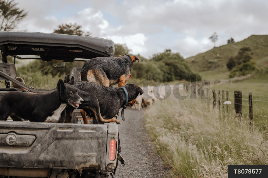 ATV with Dogs on Farm
