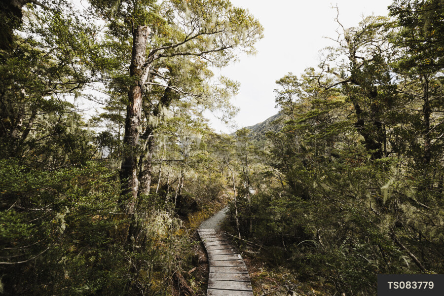 Hiking trail in forest in Lewis Pass