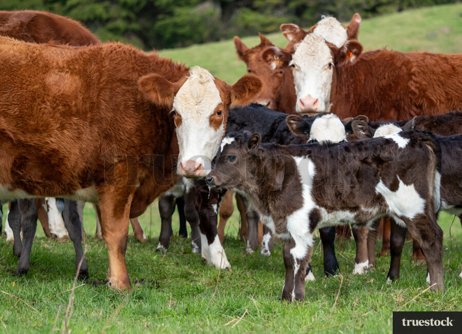 Cows and calves in a field