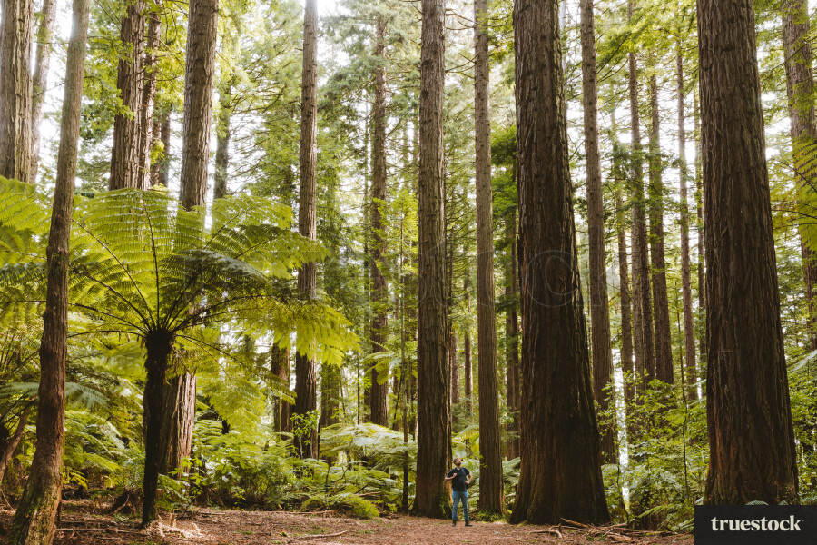 Redwood forest Rotorua