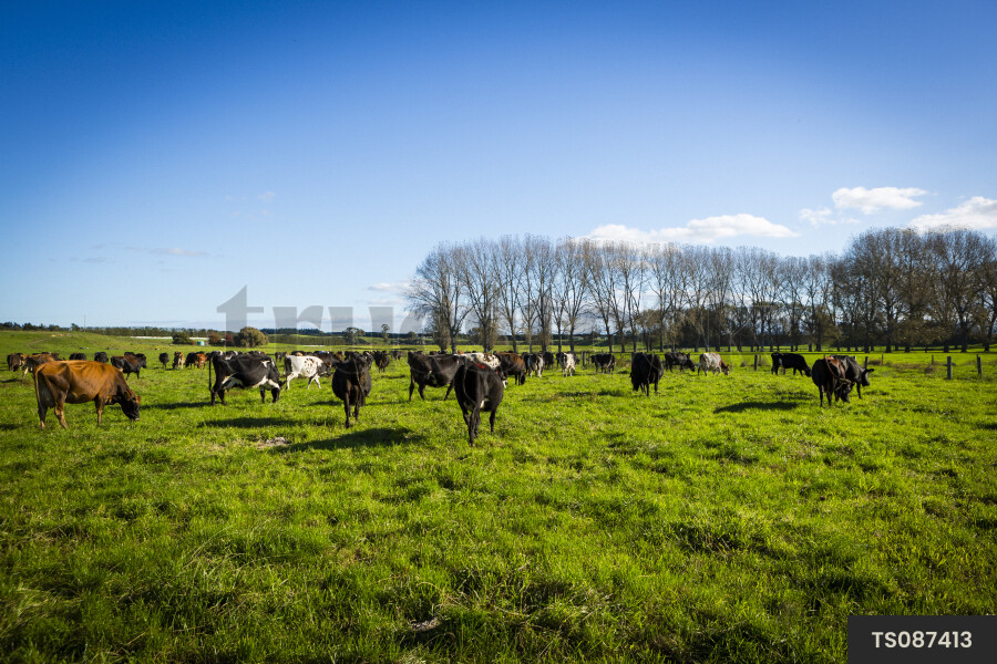 Cows grazing in paddock